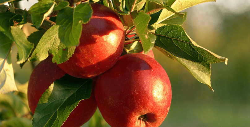 mela contiene ferro